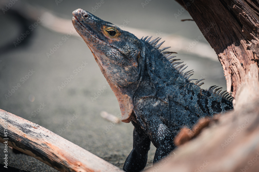 Detail of the head and face of a black iguana or black spiny-tailed iguana (Ctenosaura similis), in a beach of Corcovado, Costa Rica Detail of the head and face of a black iguana or black spiny-tailed iguana (Ctenosaura similis), in a beach of Corcovado, Costa Rica