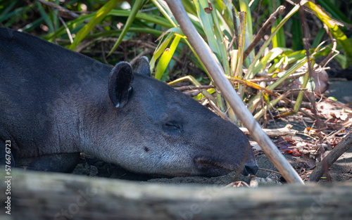 Costa Rican tapir, detail of mouth, teeth and eyes. photo