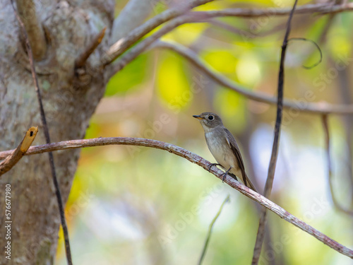 Selective focus of small bird in its natural habitat perched on dried brown twig tree, The Asian brown flycatcher is a small passerine bird in the flycatcher family Muscicapidae, Living out naturally.