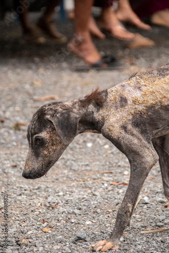 Canvastavla Dogs with leprosy are emaciated, disgusting.