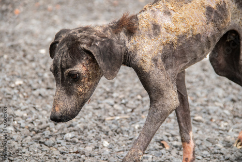 Dogs with leprosy are emaciated, disgusting.