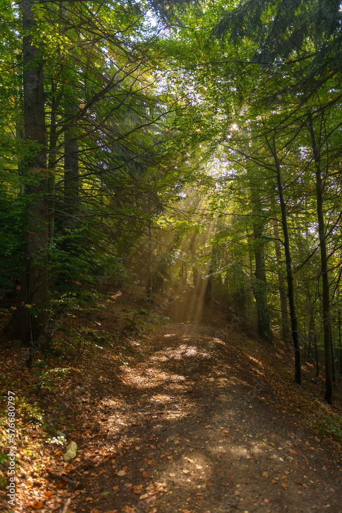 Magical spring morning in a beech forest, the sun rays pass through the tree branches and through the fog and create a fairytale light over the mountain path through the forest. Nature revival concept Magical spring morning in a beech forest, the sun rays pass through the tree branches and through the fog and create a fairytale light over the mountain path through the forest. Nature revival concept