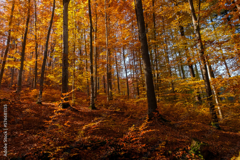 Autumn beech forest with sun rays among yellow leaves. Golden bright mystical mysterious landscape with fabulous trees. A journey through the forest. Beauty of nature. Natural background for design