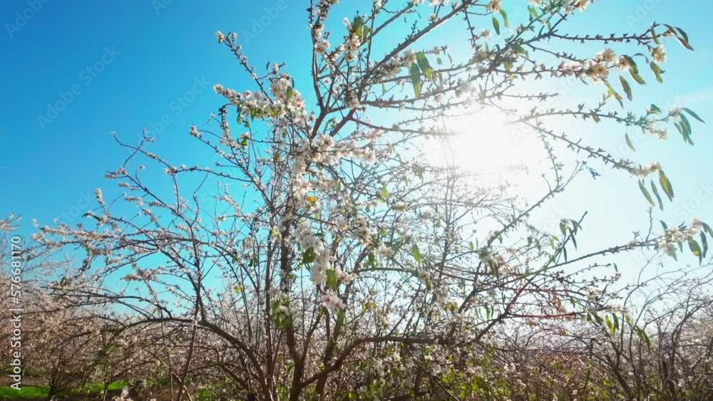 White and Pink Almond tree blossom, with sun flare between branches White and Pink Almond tree blossom, with sun flare between branches