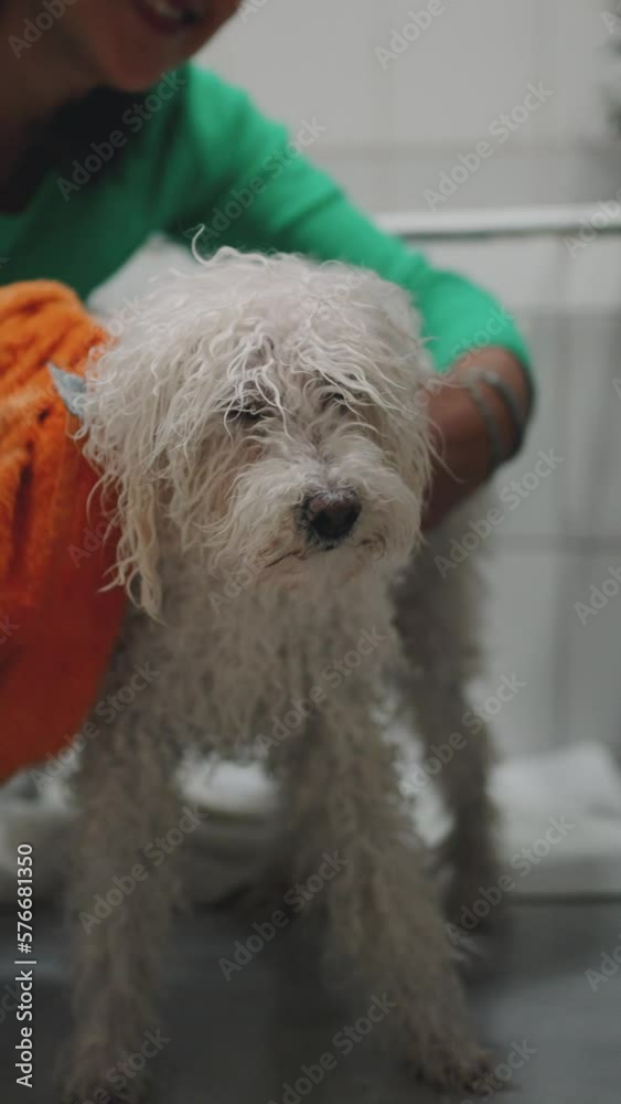 Cute poodle dog shaking off after bath while woman drying it off Cute poodle dog shaking off after bath while woman drying it off