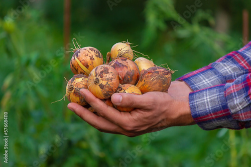 the farmer holds an onion in his hands.