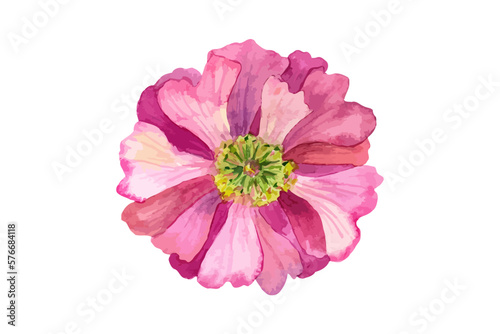 Beautiful vector pink flower with yellow stamens. Watercolor hand drawn illustration. Isolated on white background.