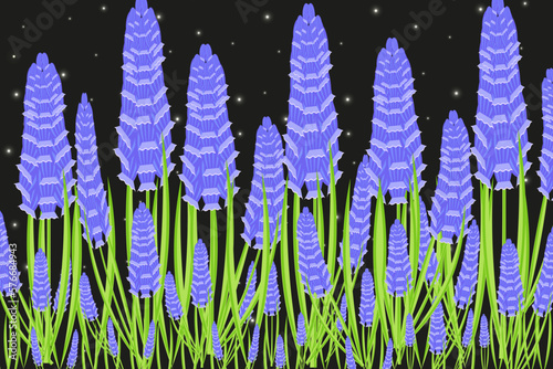 Big horizontal banner with muscari on night sky background. Nature floral background. Spring flowers backdrop with hyacinth. photo