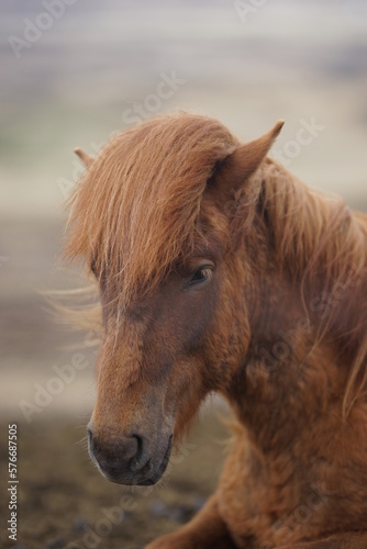 portrait of a horse 