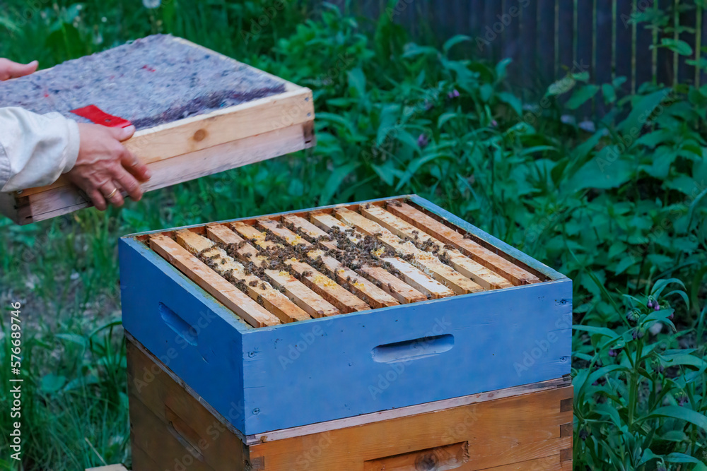 A beekeeper works with honeycombs on a bee box in Zander size A beekeeper works with honeycombs on a bee box in Zander size
