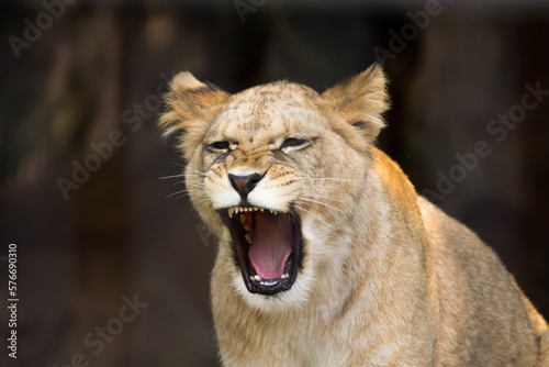 Barbary lion offspring  Panthera leo leo 