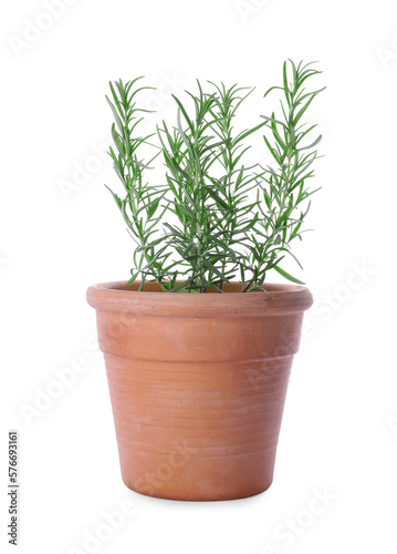 Aromatic green potted rosemary on white background