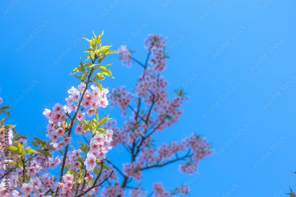 桜 桜