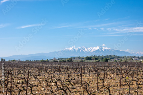 vineyard in autumn