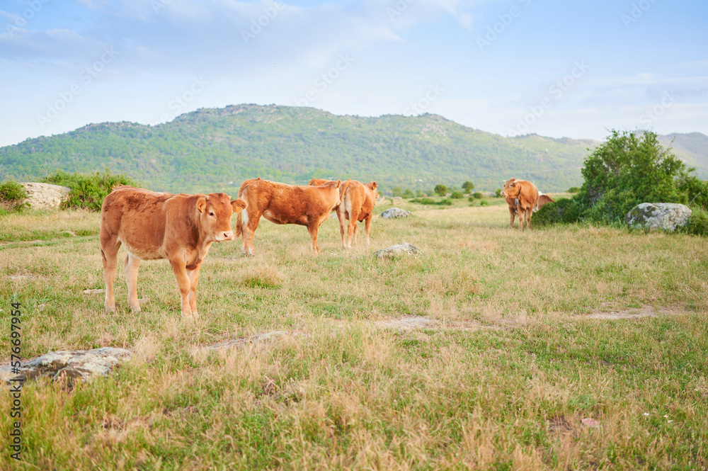 Free range Galician blonde calves feeding on grass in a meadow with the Sierra de Guadarrama mountains in the background. Concept of veal production in Spain. Free range Galician blonde calves feeding on grass in a meadow with the Sierra de Guadarrama mountains in the background. Concept of veal production in Spain.