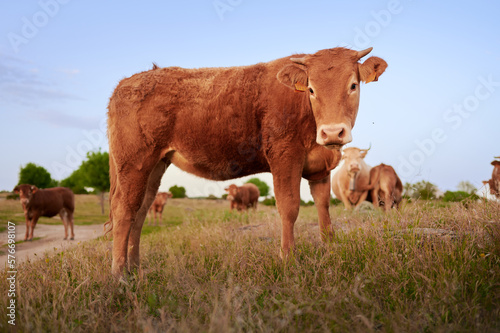 Free range calf posing looking at the camera surrounded by cows and other calves in a meadow. Native Spanish Rubia Gallega breed cattle used for meat production in the Sierra de Guadarrama. © Itxu