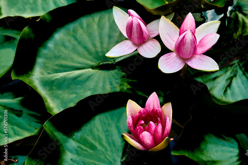 Delicate pink water lilies Nymphaea on large dark green leaves