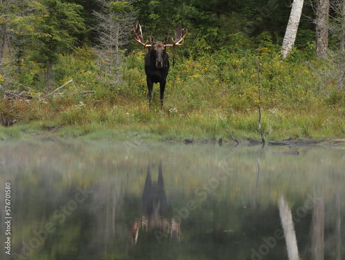 bull moose at waters edge © duaneups
