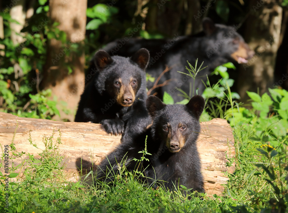 Fototapeta premium bear cubs feeding around a log