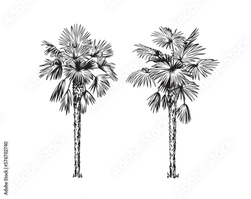 Hand drawn black and white tropical palms. Vector illustration set. Hawaiian plants in realistic style. Foliage design. Botanical elements isolated on a white background.