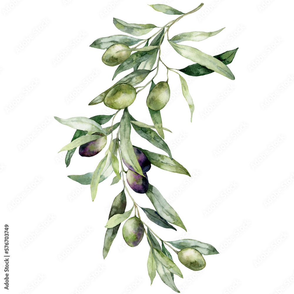 Watercolor card of olive branches with black and green berries. Hand ...
