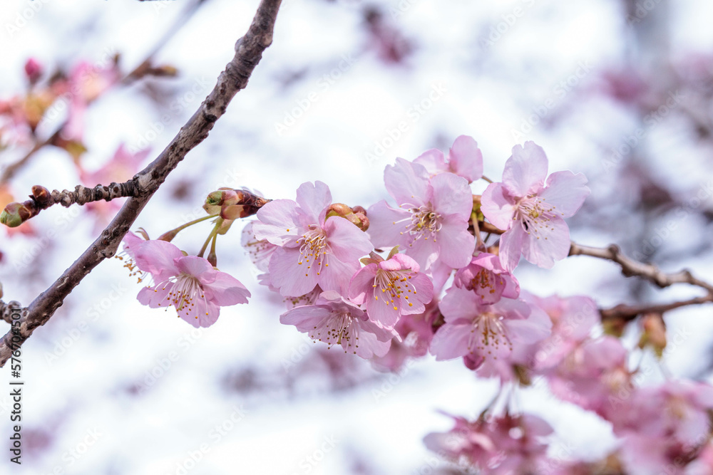 Obraz premium 河津桜は可愛い早咲きの花