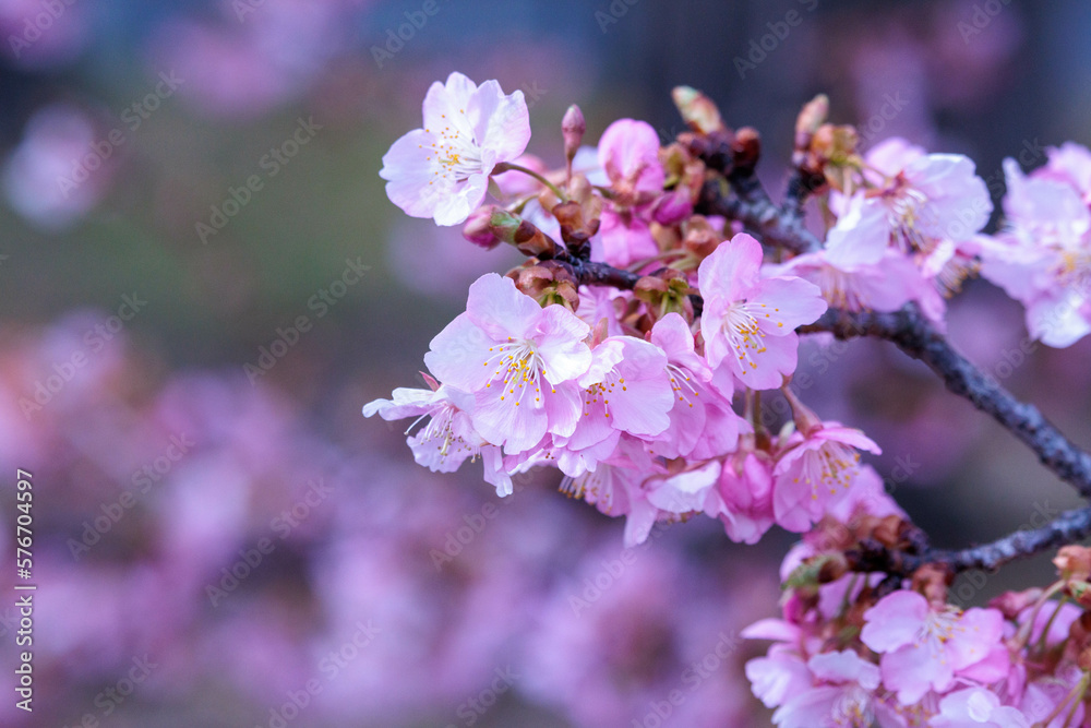 河津桜は可愛い早咲きの花