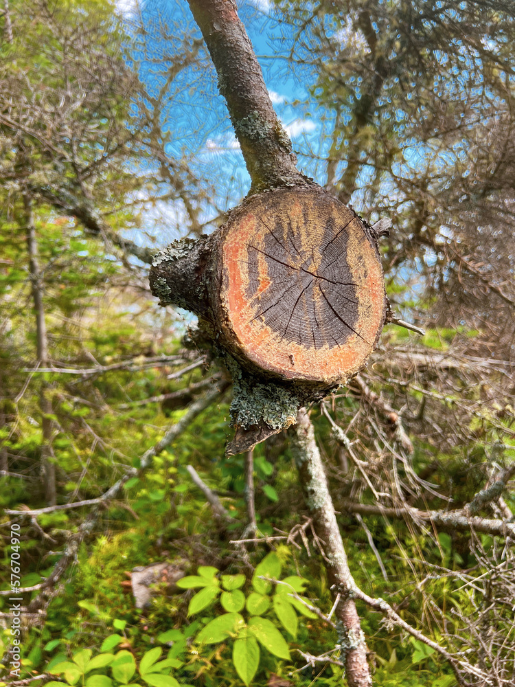 Sawed Off Tree Limb in the Forest Sawed Off Tree Limb in the Forest