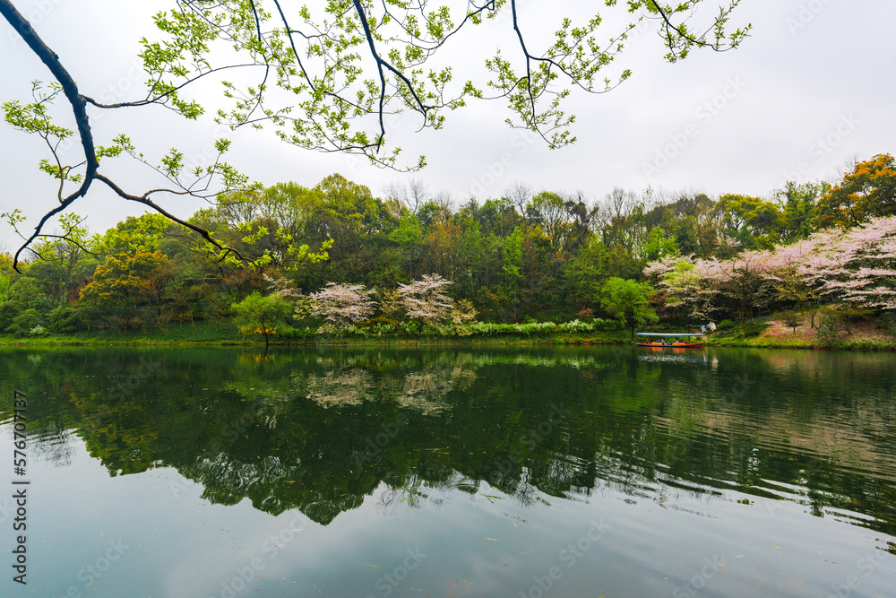 Cherry blossoms in the West Lake of Hangzhou in spring
Cherry blossoms in the West Lake of Hangzhou in spring