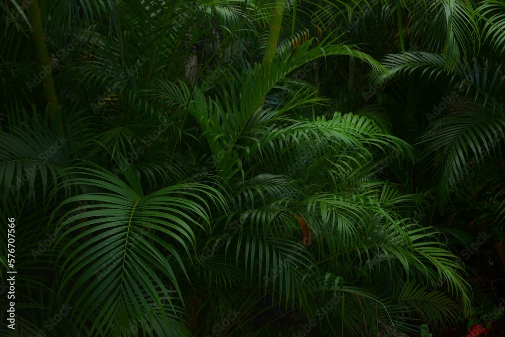 Moody jungle plant background