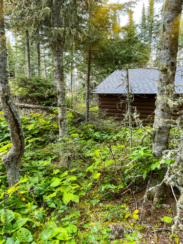 A rustic log cabin in the wilderness surrounded by old growth woodland and green leafy plants.  Rays of sunshine beam down on the forested woodland. 