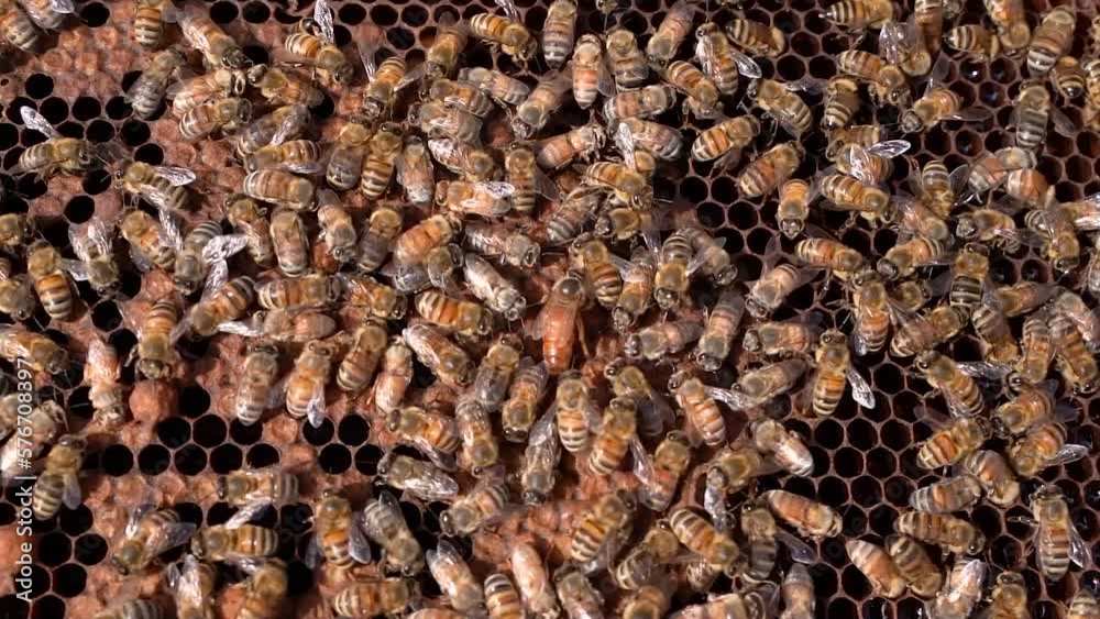 Closeup video of Bee queen with bees on a bee hive . Queen bee crawling past worker honeybees on beekeeper hive tray, Close Up Closeup video of Bee queen with bees on a bee hive . Queen bee crawling past worker honeybees on beekeeper hive tray, Close Up
