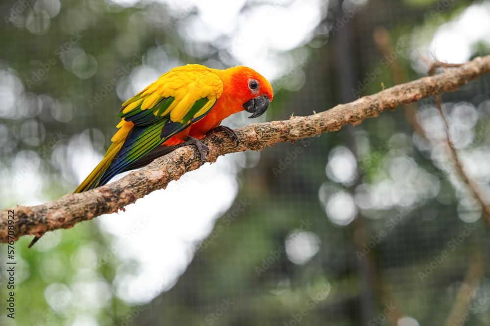 The body of the Sun Conure parrot is orange, yellow and black, small and cute.