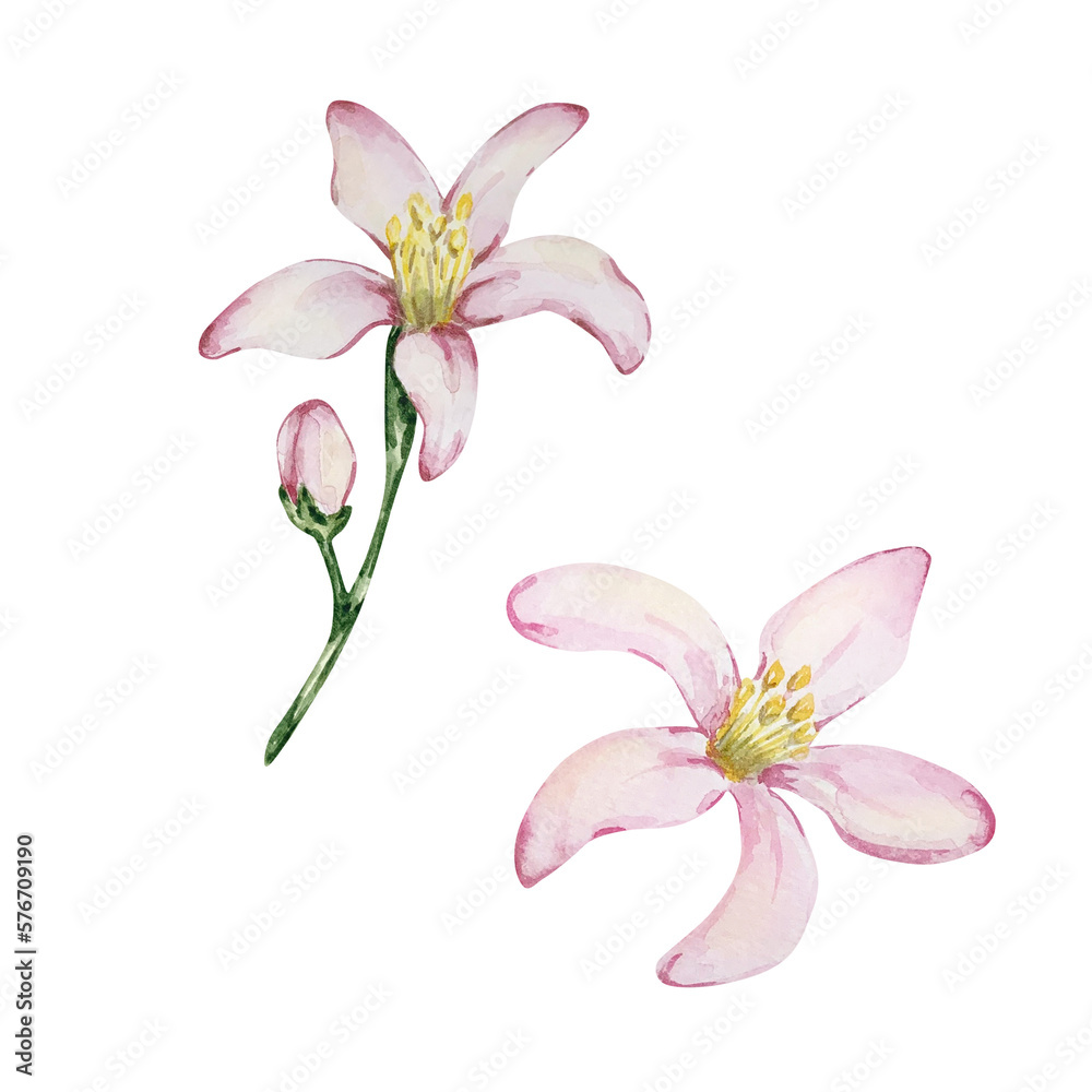 Watercolor set of juicy yellow mediterranean lemons