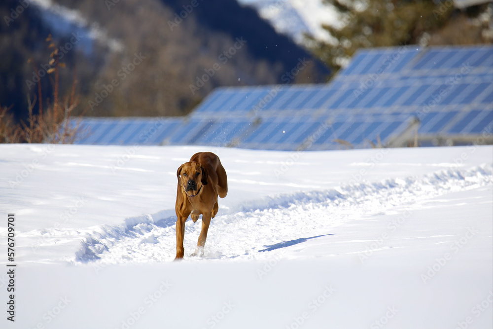 Cucciolo di Rhodesian Ridgeback che corre sulla neve. Gimillan, Val d'Aosta. Italia