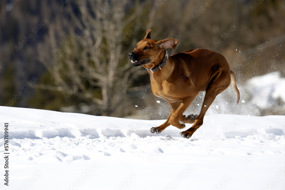 Cucciolo di Rhodesian Ridgeback che corre sulla neve. Gimillan, Val d'Aosta. Italia