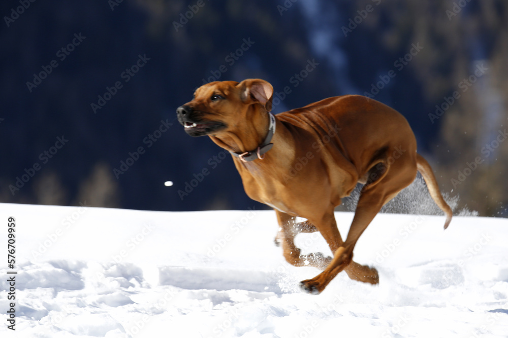 Cucciolo di Rhodesian Ridgeback che corre sulla neve. Gimillan, Val d'Aosta. Italia Cucciolo di Rhodesian Ridgeback che corre sulla neve. Gimillan, Val d'Aosta. Italia
