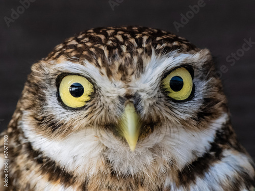 Close up of a Little Owl head