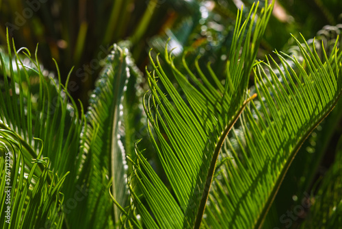 Sago Palm leaves. Decorative plants. Landscape architecture concept