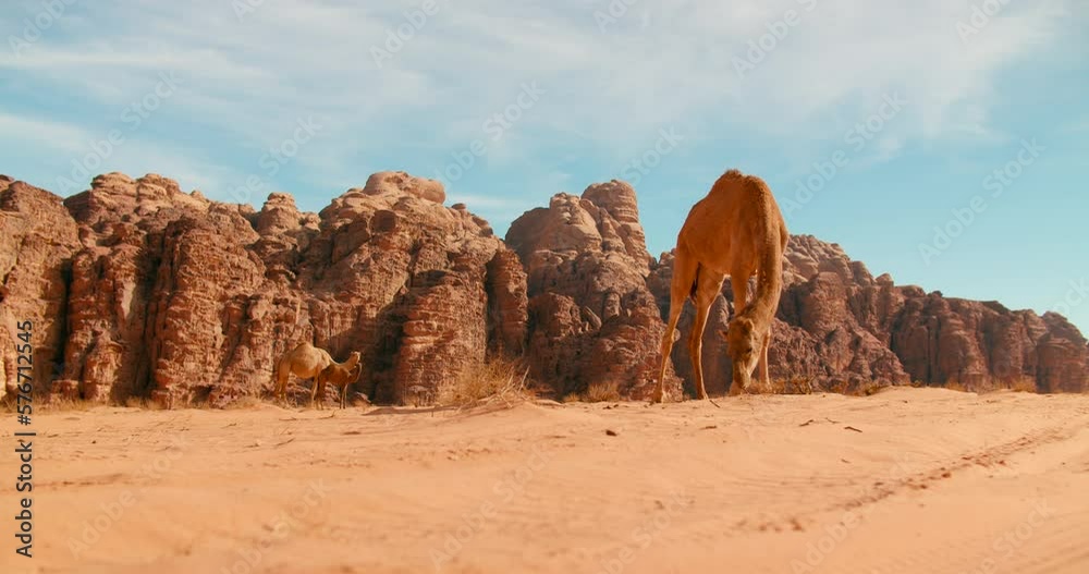 Getting closer to Camel bending in Middle of Wadi Rum Desert in Jordan, Western Asia. Single Dromedary standing among Rock Formations and Sandy place with Hills in Background. 4k zoom in shot Getting closer to Camel bending in Middle of Wadi Rum Desert in Jordan, Western Asia. Single Dromedary standing among Rock Formations and Sandy place with Hills in Background. 4k zoom in shot