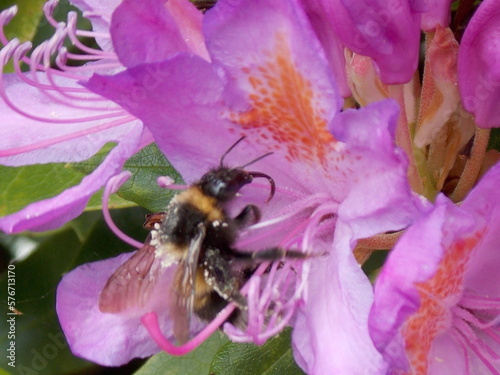 Bee on Purple Flower