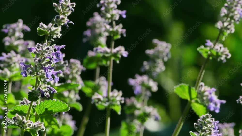 Nature blooming background. Beautiful Catmint flower in field. Violet Nepeta Cataria flowers. Close-up Catnip flowers on meadow slow motion close-up selective focus Nature blooming background. Beautiful Catmint flower in field. Violet Nepeta Cataria flowers. Close-up Catnip flowers on meadow slow motion close-up selective focus