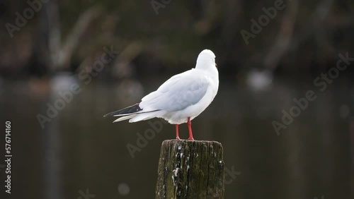 black headed gull on wood. Gull perching on the wood in water. Chroicocephalus ridibundus