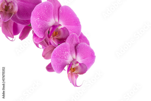 Fototapeta Naklejka Na Ścianę i Meble -  orchid  pink flower with water drops