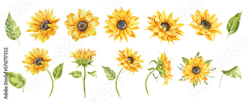 Watercolor sunflowers illustration set. Yellow summer flowers, Floral elements, Wildflowers.