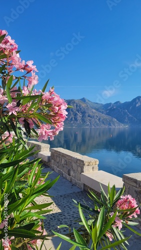 view of the Kotor Bay with pink flowers in the foreground