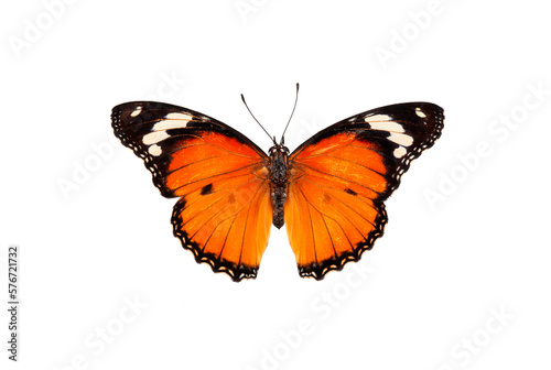 Beautiful butterfly flying isolated on white background.Tawny Coster (Acraea violae) ,Acraea terpsicore, the tawny coster, is a small, Use for graphics or advertising design.