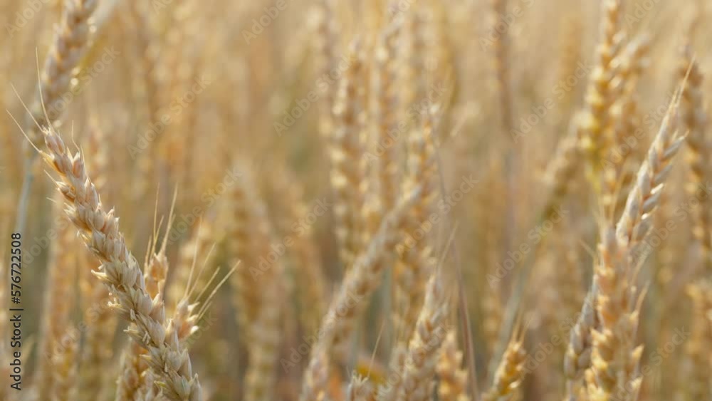 Wheat field, ears of wheat swaying from the gentle wind. Golden ears are slowly swaying in the wind close-up. View of ripening wheat field at summer day. Agriculture harvesting, agribusiness. 120 fps Wheat field, ears of wheat swaying from the gentle wind. Golden ears are slowly swaying in the wind close-up. View of ripening wheat field at summer day. Agriculture harvesting, agribusiness. 120 fps