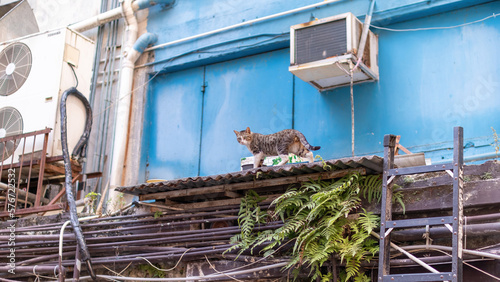 A little cat leisurely strolls on the blue roof photo