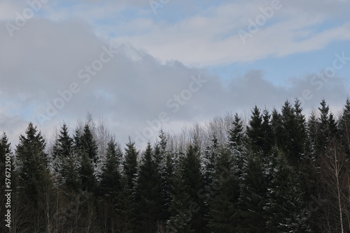 The mixed forest is covered with snow. White clouds float in the blue sky over fir trees and bare birches at the end of February. Nature of Russia, Moscow region in winter.